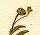 Cistus guttatus L., inflorescens x8