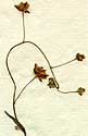 Cistus guttatus L., blomställning x8