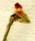 Cistus hirtus L., inflorescens x8