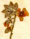 Cistus hirtus L., inflorescens x8