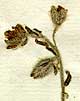 Cistus pilosus L., blomställning x8