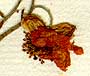 Cistus hispannicus L., inflorescens x8