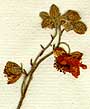 Cistus hispannicus L., inflorescens x8