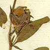 Cistus ledifolius L., blomställning x8