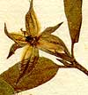 Cistus ledifolius L., inflorescens x8
