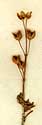 Cistus libanoticus L., blomställning x8