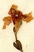 Cistus marifolius L., inflorescens x8