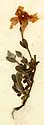 Cistus marifolius L., inflorescens x5