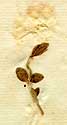 Cistus marifolius L., inflorescens x8