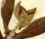 Cistus salvifolius L., blomställning x8