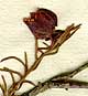 Cistus  L., blomställning x8