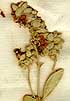 Cistus squamatus L., inflorescens x8