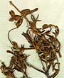 Cistus umbellatus L., inflorescens x8
