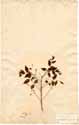 Clausena dentata (Willd.) Roem., front