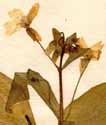 Claytonia sibirica L., blomställning x6