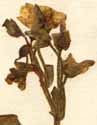 Claytonia sibirica L., blomställning x8