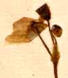 Claytonia virginica L., inflorescens x8