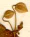 Clematis orientalis L., inflorescens x8
