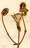 Clematis viorna L., blomställning x8