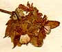Clematis virginiana L., blomställning x8