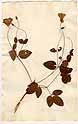 Clematis viticella L.., framsida