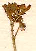Cleome arabica L., blomställning x8
