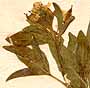 Cleome dodecandra L., inflorescens x8