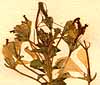 Cleome pentaphylla L., blomställning x8