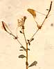 Cleome pentaphylla L., blomställning x8