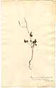Cleome pentaphylla L., framsida