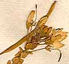 Cleome spinosa L., blomställning x8