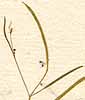 Cleome tenella Linn. f., inflorescens x8