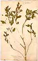 Cleome viscosa L., front