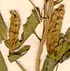 Cleome viscosa L., blomställning x8