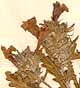 Cleonia lusitanica L., blomställning x8