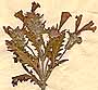 Cleonia lusitanica L., blomställning x8
