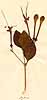 Clerodendron tomentosum R. Br., närbild, framsida x4