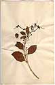 Clerodendron tomentosum R. Br., framsida