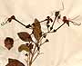 Clerodendron tomentosum R. Br., blomställning x8