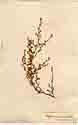 Cliffortia ramosissima Schlecht, framsida