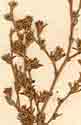 Cliffortia ramosissima Schlecht, inflorescens x8
