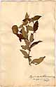 Clinopodium incanum L., front