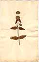 Clinopodium vulgare L., front