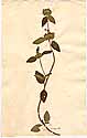 Clinopodium vulgare L., framsida