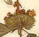 Clinopodium vulgare L., blomställning x8