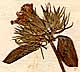 Clinopodium vulgare L., blomställning x8