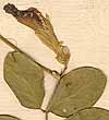 Clitoria ternatea L., flower x8