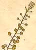 Clypeola alyssoides L., inflorescens x8