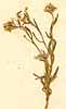 Clypeola jonthlaspi L., närbild, framsida x5