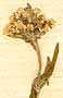 Clypeola jonthlaspi L., blomställning x8